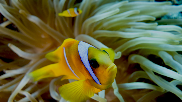 Amphiprion bicinctus Red sea anemonefish6 DMS