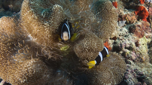 Amphiprion clarkii ClarksAnemonefish DMS