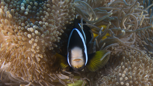 Amphiprion clarkii ClarksAnemonefish2 DMS