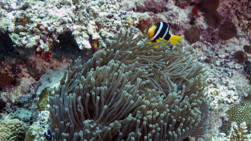 Amphiprion clarkii ClarksAnemonefish3 DMS