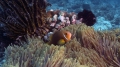 Amphiprion nigripes MaldivesAnemonefish2 DMS