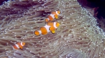 Amphiprion ocellaris CommonClownfish DMS