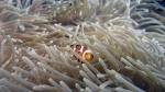 Amphiprion ocellaris CommonClownfish3 DMS