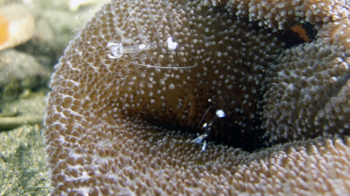 Ancylomenes magnificus MagnificantAnemoneShrimp1 DMS