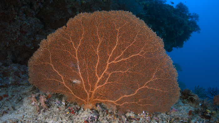 Annella mollis SmoothSeaFan DMS Annella mollis SmoothSeaFan DMS