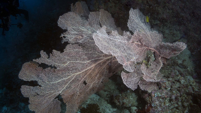 Annella mollis SmoothSeaFan1 DMS Annella mollis SmoothSeaFan1 DMS