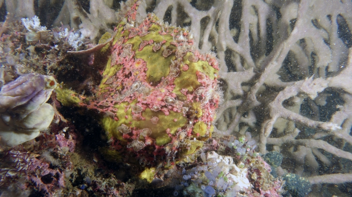 Antennarius maculatus WartyFrogfish DMS Antennarius maculatus WartyFrogfish DMS