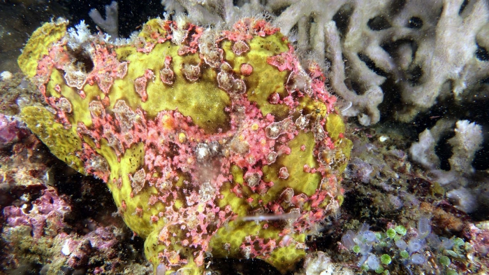 Antennarius maculatus WartyFrogfish1 DMS Antennarius maculatus WartyFrogfish1 DMS