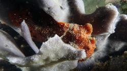 Antennarius pictus PaintedFrogfish DMS