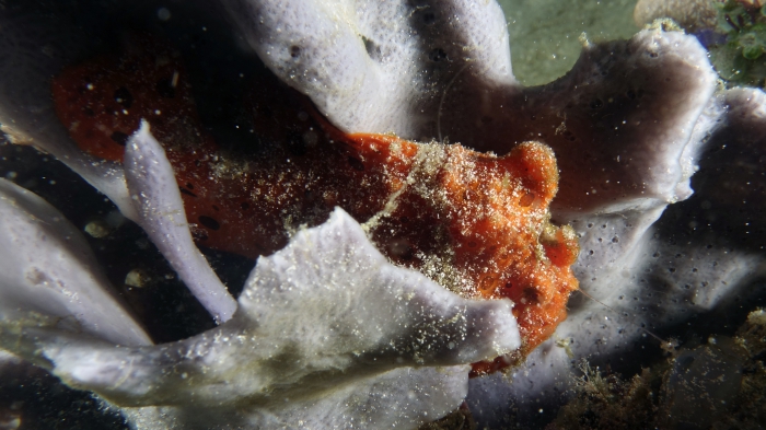 Antennarius pictus PaintedFrogfish DMS Antennarius pictus PaintedFrogfish DMS