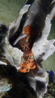 Antennarius pictus PaintedFrogfish1 DMS