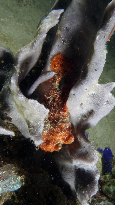 Antennarius pictus PaintedFrogfish1 DMS Antennarius pictus PaintedFrogfish1 DMS