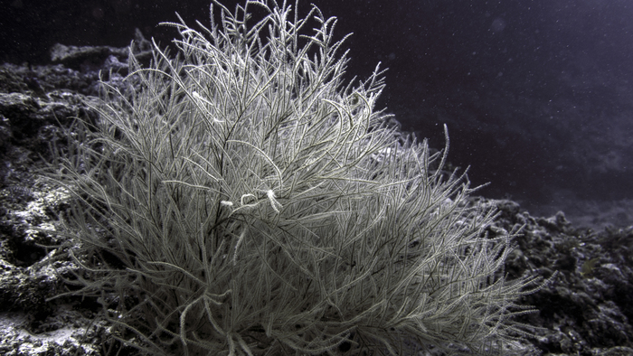 Antipathes sp. Antipathes sp.