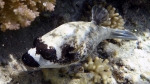 Arothron diadematus masked pufferfish DMS