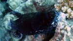 Arothron diadematus masked pufferfish2 DMS