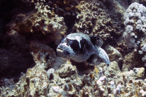 Arothron diadematus masked pufferfish4 DMS