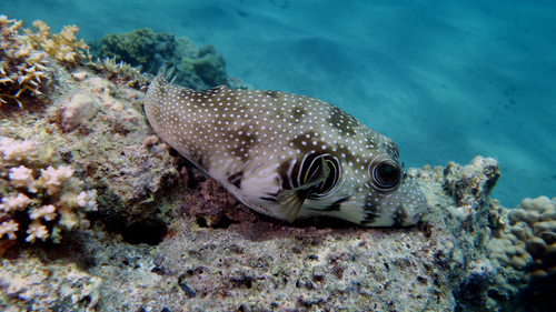 Arothron hispidus Whitespotted pufferfish DMS