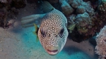 Arothron hispidus Whitespotted pufferfish1 DMS