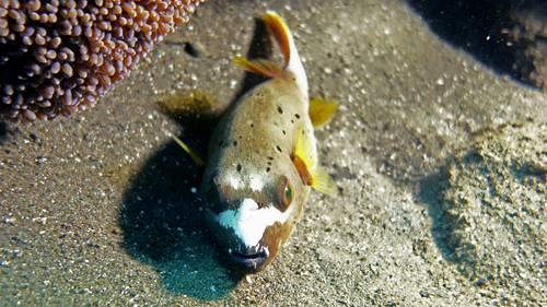 Arothron nigropunctatus BlackspottedPuffer3 DMS