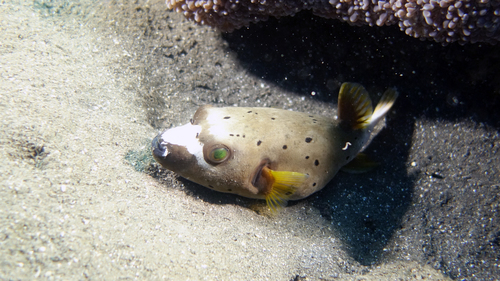 Arothron nigropunctatus BlackspottedPuffer4 DMS