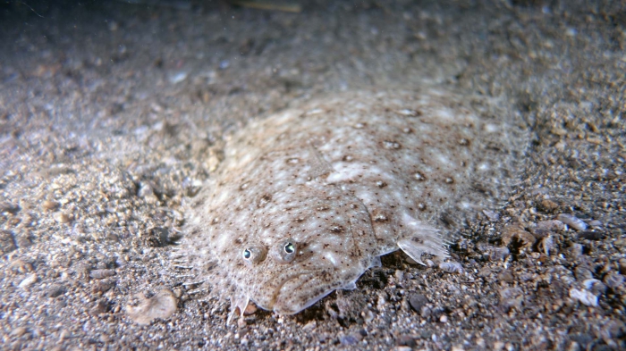 Aseraggodes melanostictus BlackspottedSole1 DMS Aseraggodes melanostictus BlackspottedSole1 DMS