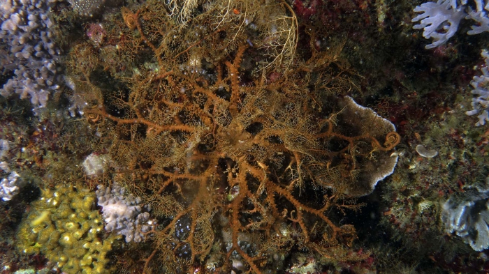 Astroboa ernae Erna'sBasketstar DMS Astroboa ernae Erna'sBasketstar DMS