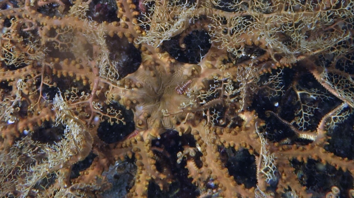 Astroboa ernae Erna'sBasketstar1 DMS Astroboa ernae Erna'sBasketstar1 DMS