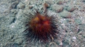 Echinodermata (echinoderms)