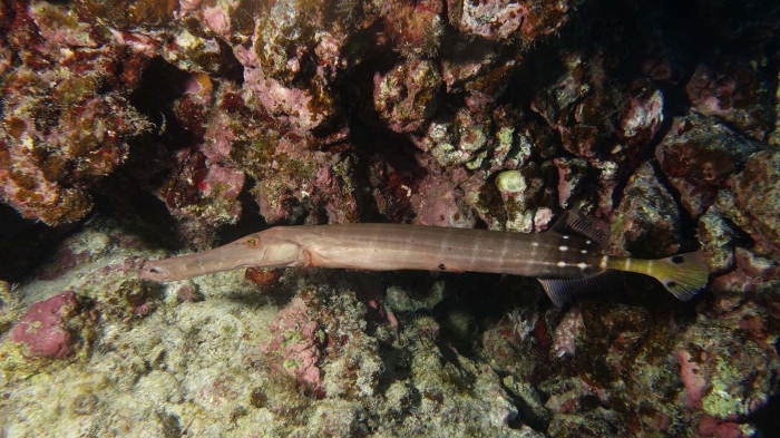 Aulostomus chinensis ChineseTrupetfish DMS