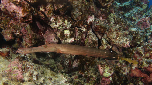 Aulostomus chinensis ChineseTrupetfish1 DMS