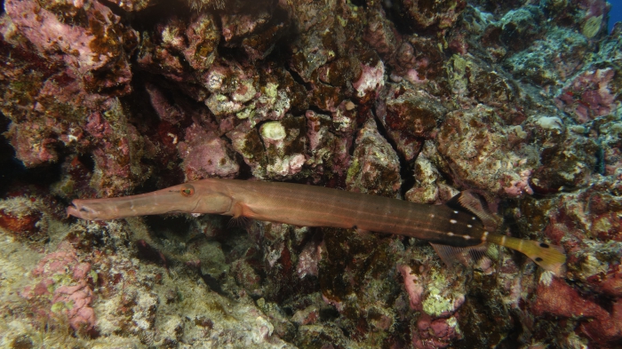 Aulostomus chinensis ChineseTrupetfish1 DMS Aulostomus chinensis ChineseTrupetfish1 DMS