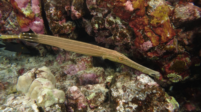 Aulostomus chinensis ChineseTrupetfish2 DMS Aulostomus chinensis ChineseTrupetfish2 DMS