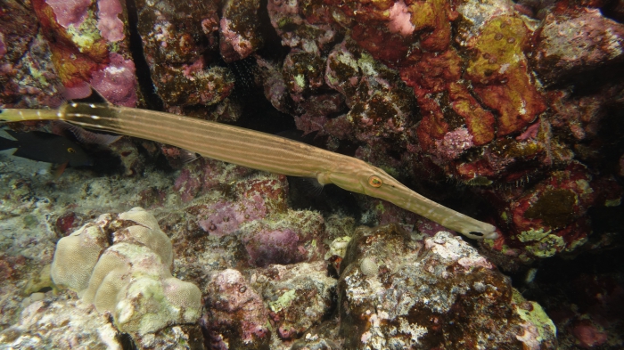 Aulostomus chinensis ChineseTrupetfish2 DMS