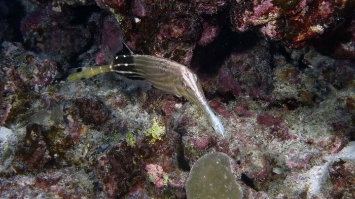 Aulostomus chinensis ChineseTrupetfish3 DMS Aulostomus chinensis ChineseTrupetfish3 DMS