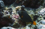 Balistapus undulatus Orange lined triggerfish DMS