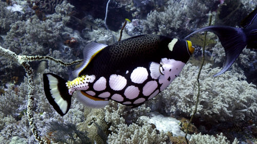 Balistoides conspicillum ClownTriggerfish DMS