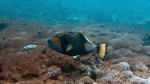 Balistoides viridescens TitanTriggerfish DMS