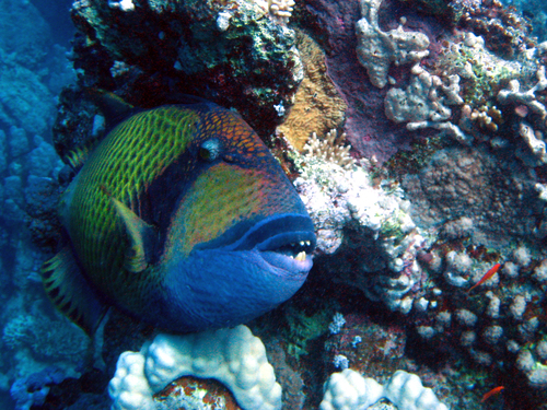 Balistoides viridescens Titan Triggerfish DMS