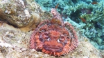 Bearded scorpionfish Scorpaenopsis barbata DMS