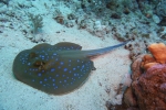 Blue spotted ribbon ray Red sea DMS