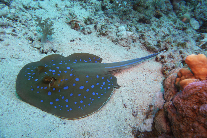 Blue spotted ribbon ray Red sea DMS Blue spotted ribbon ray Red sea DMS