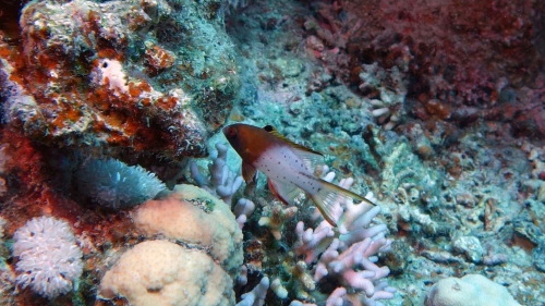 Bodianus anthioides Lyretail hogfish DMS