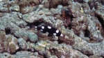 Bodianus axillaris AxilspotHogfish Juvenile DMS