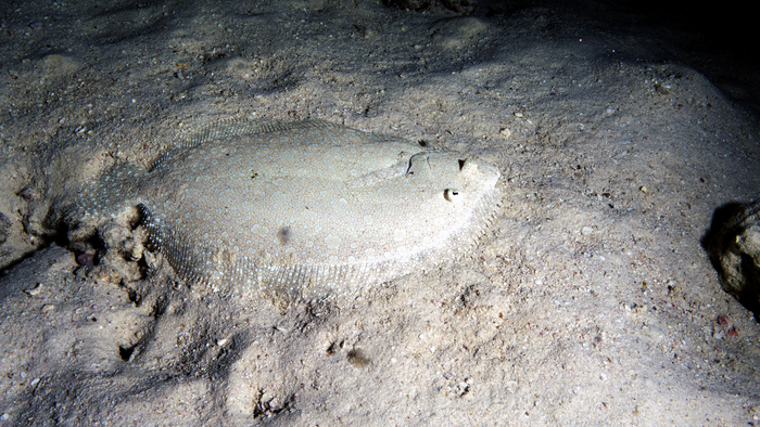Bothus mancus FloweryFlounder DMS Bothus mancus FloweryFlounder DMS