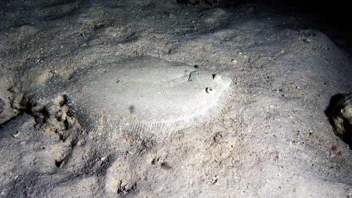 Bothus mancus FloweryFlounder DMS