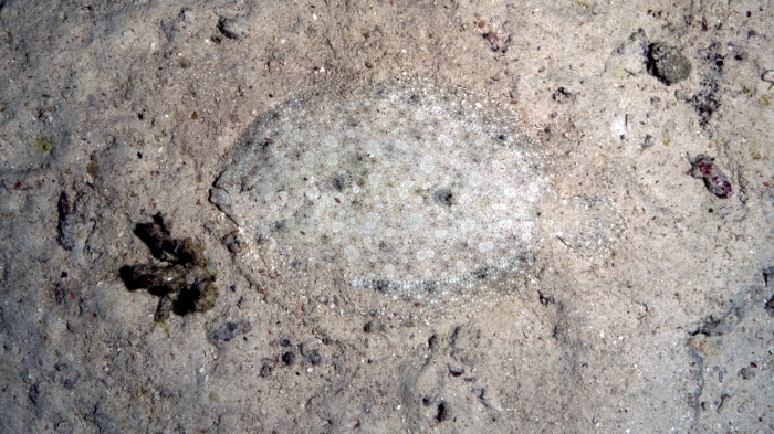 Bothus mancus FloweryFlounder1 DMS Bothus mancus FloweryFlounder1 DMS