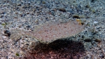 Bothus pantherinus Leopard flounder DMS