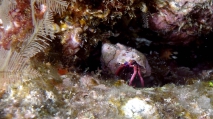Calcinus haigae Haig'sHermitCrab2 DMS, author: ReefLifeApps.com