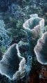 Porifera (sponges)