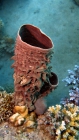 Callyspongia crassa prickly tube sponge DMS